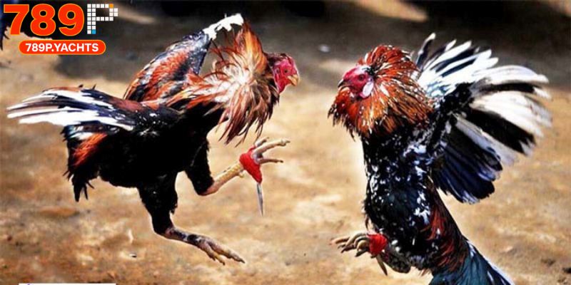 Đá Gà Cựa Sắt 789p